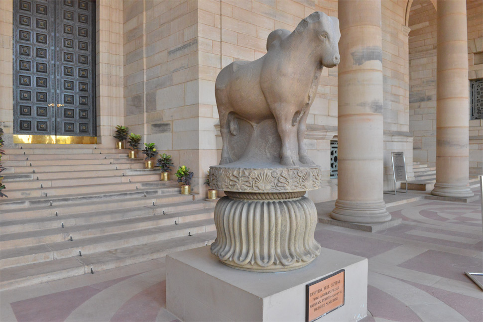 Rampurva Bull3