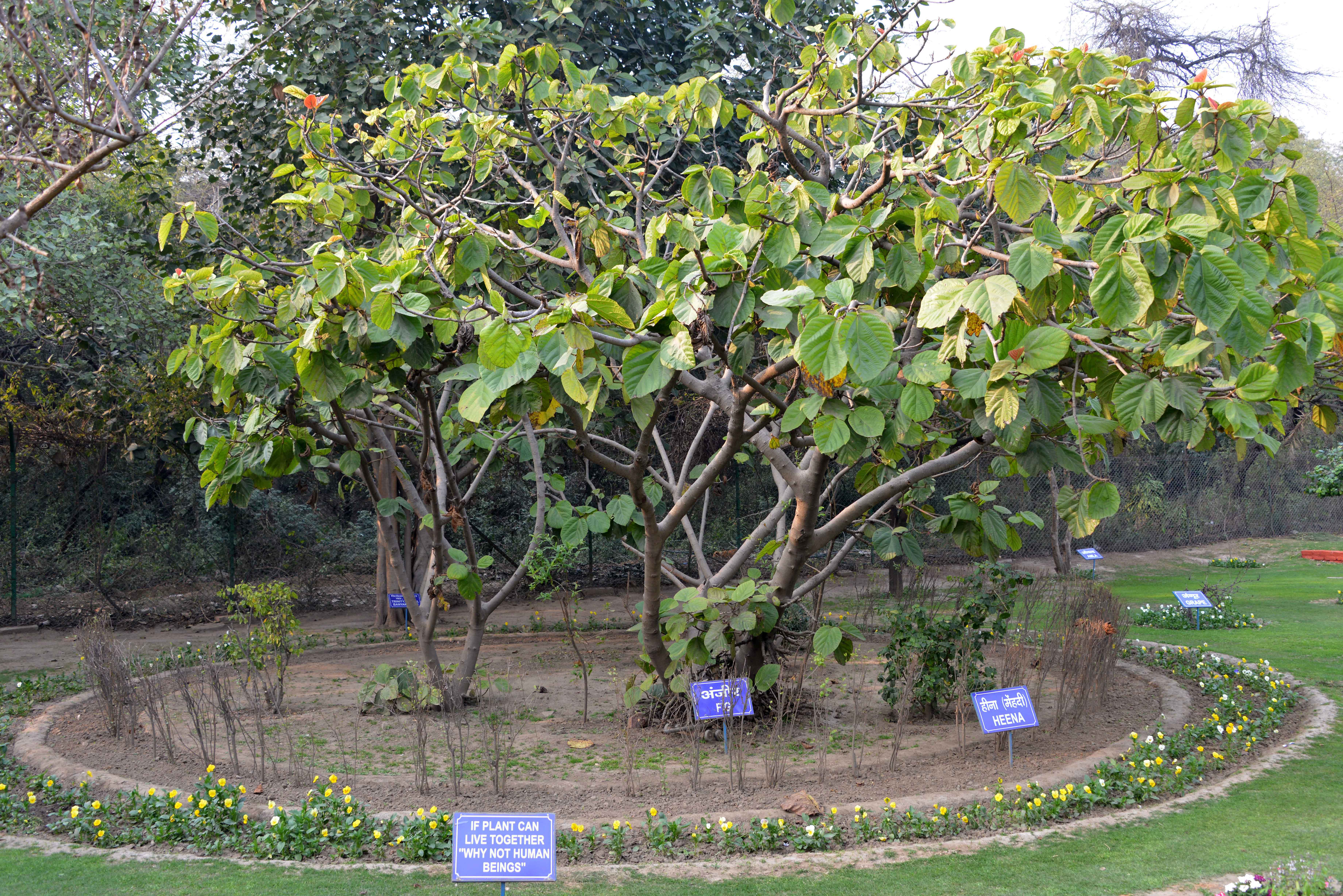 Spiritual Garden 2