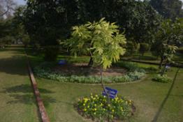 Spiritual Garden0